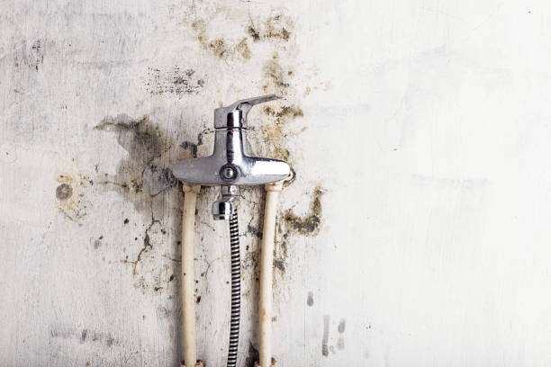 Best Black Mold Removal  in Pecan Plantation, TX