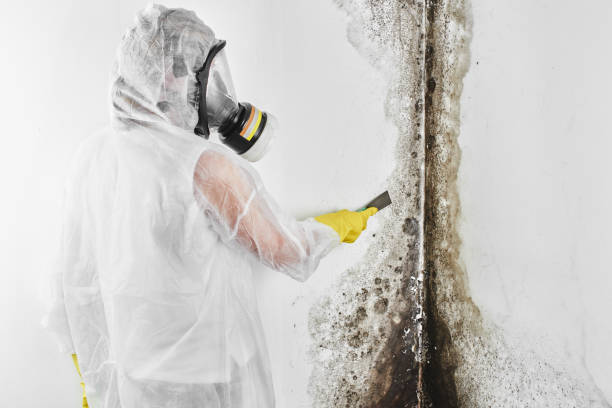 Crawl Space Mold Removal in Pecan Plantation, TX