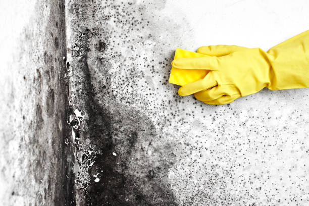 Best Best Mold Removal Companies  in Pecan Plantation, TX