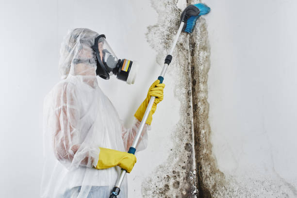 Best Toxic Mold Removal  in Pecan Plantation, TX
