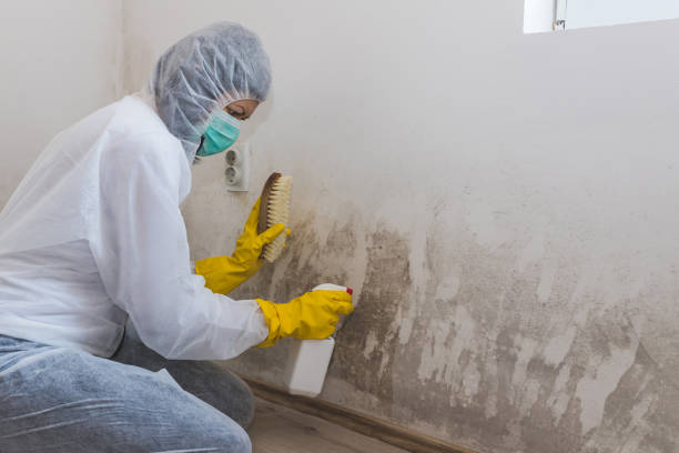Best Emergency Mold Removal  in Pecan Plantation, TX