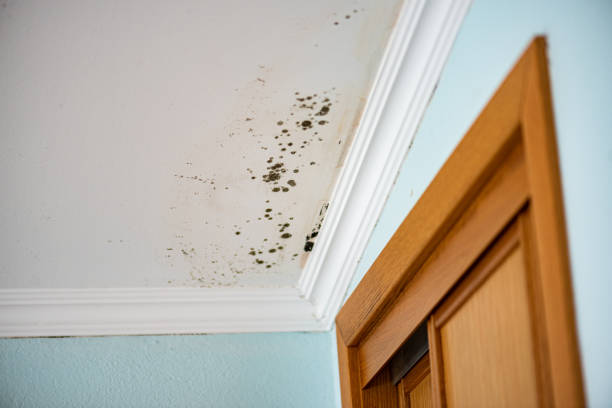 Best Same-Day Mold Removal  in Pecan Plantation, TX