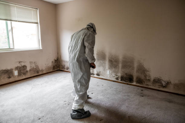 Best Attic Mold Removal  in Pecan Plantation, TX
