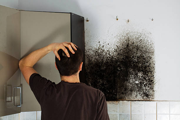 Best Mold Damage Repair  in Pecan Plantation, TX